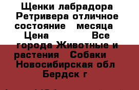 Щенки лабрадора Ретривера отличное состояние 2 месяца › Цена ­ 30 000 - Все города Животные и растения » Собаки   . Новосибирская обл.,Бердск г.